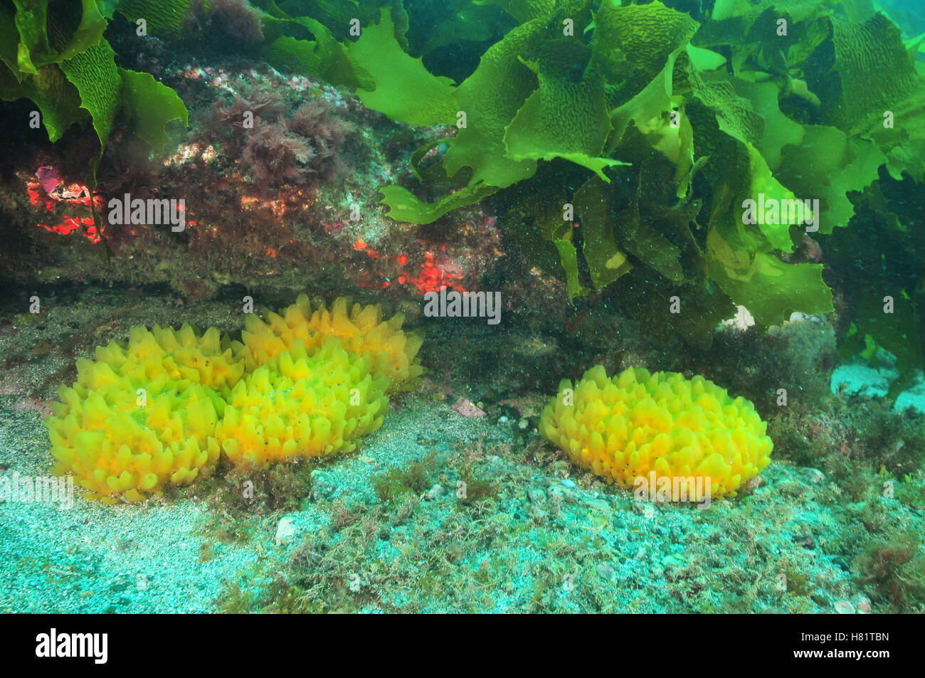 Yellow sponges under rocky overhang Stock Photo