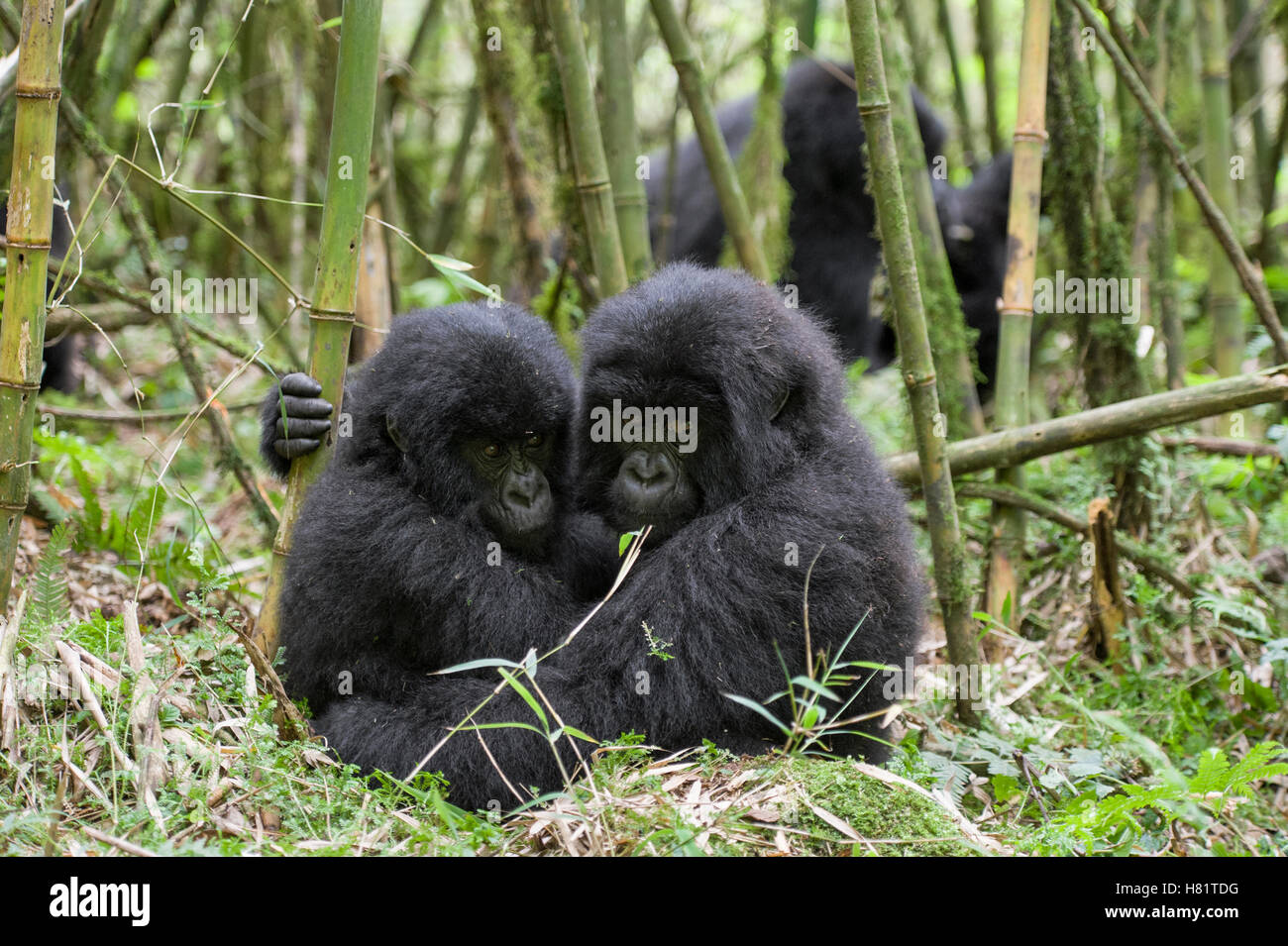 Baby's bad hair day! Three-week-old mountain gorilla sports an