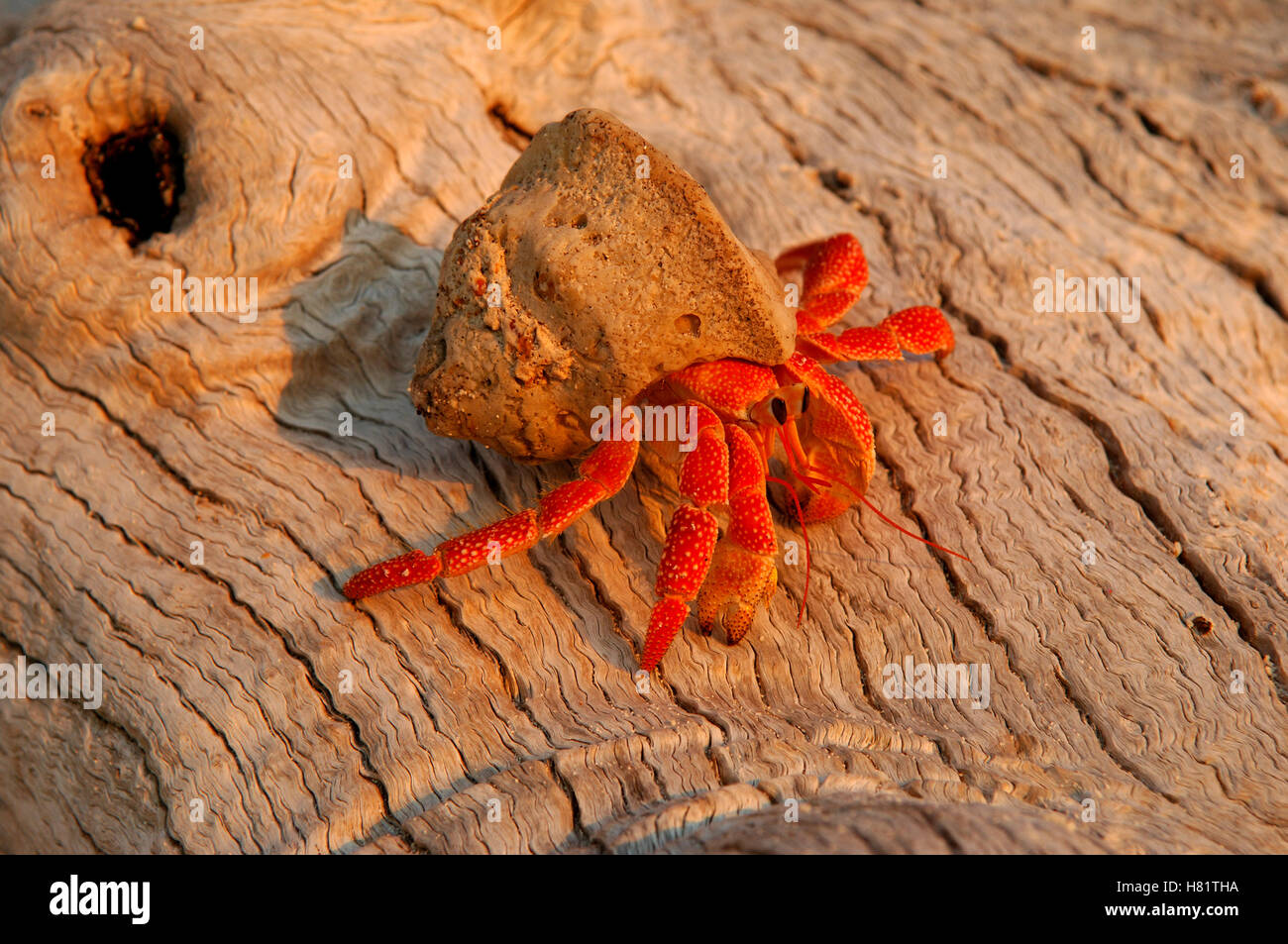 Coconut Crab (Birgus latro) juvenile on trunk, Aldabra, Seychelles Stock Photo Alamy