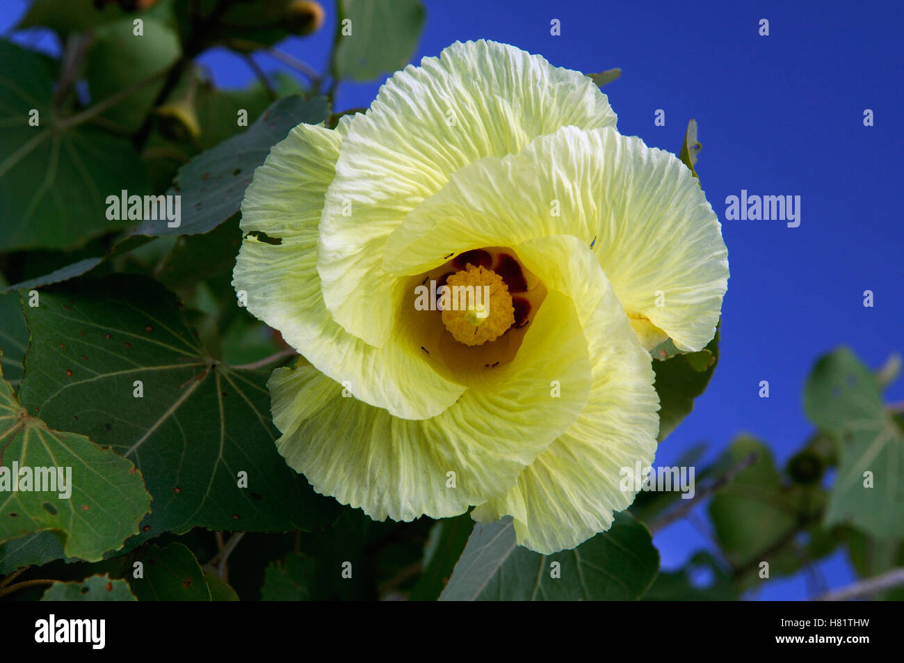 Hibiscus (Thespesia populneoides) bloom, flowers are yellow in the