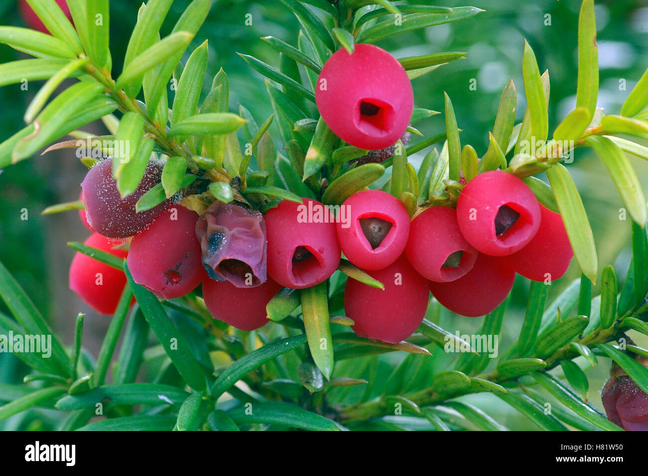 Common Yew (Taxus baccata) poisonous berries, Middelburg, Netherlands