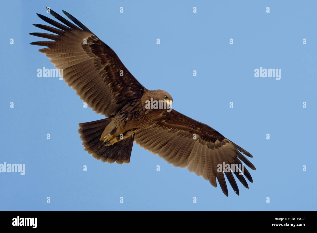 Песня парим где хотим. Песня парим где хотим. Парю где хочу законом не. Песня парим где хотим. Песня парим где хотим.