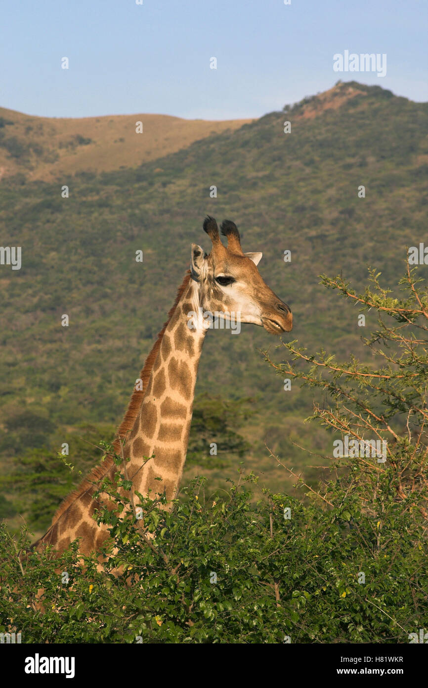 South African Giraffe (Giraffa camelopardalis giraffa), Hluhluwe