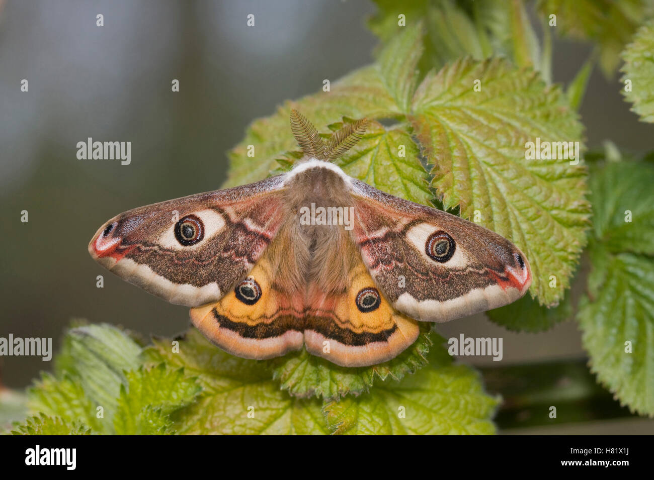 Small Emperor Moth (Saturnia pavonia) male showing eyespots, Europe ...
