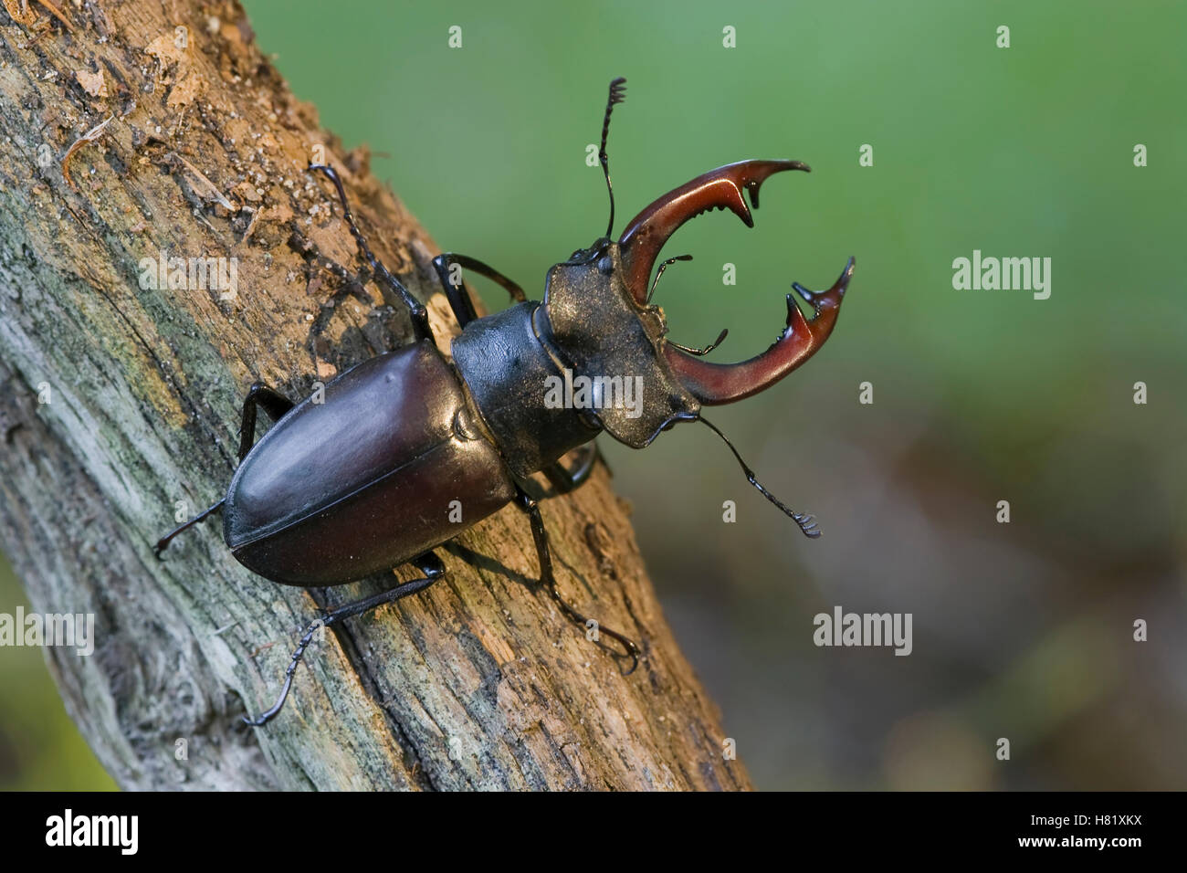 stag-beetle-lucanus-cervus-male-vierhouten-netherlands-stock-photo