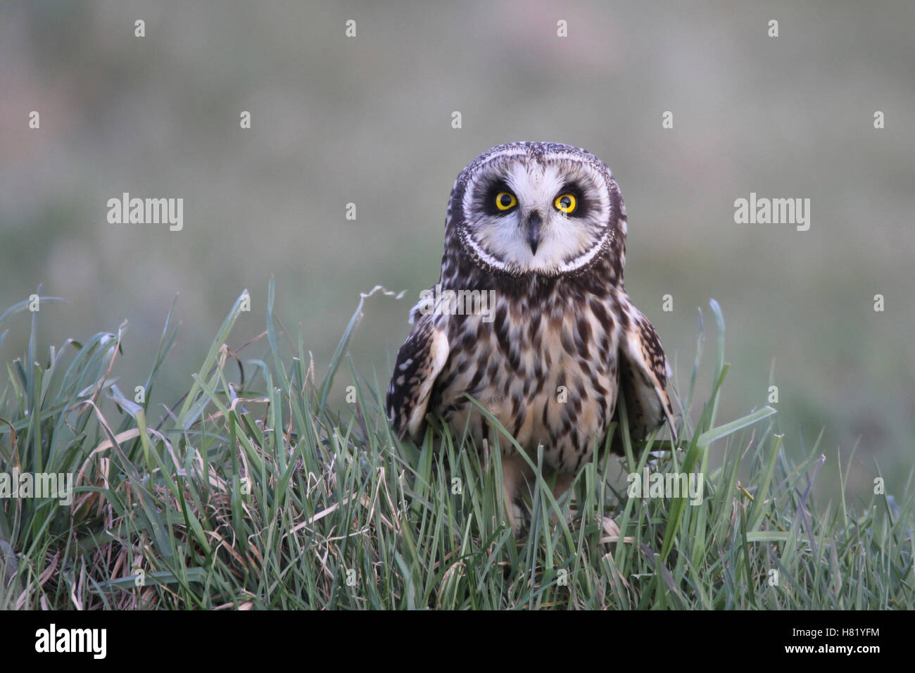 Shorteared Owl (Asio flammeus), Netherlands Stock Photo Alamy
