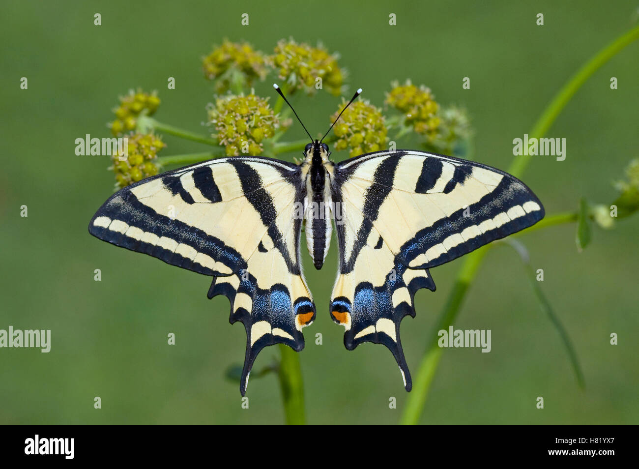 Southern Swallowtail (Papilio alexanor) butterfly, Greece Stock Photo