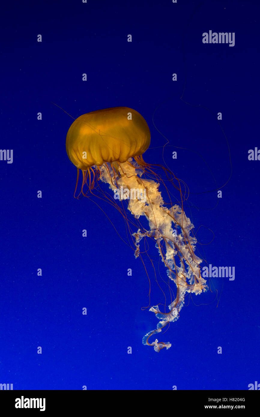 Eggyolk Jellyfish (Phacellophora camtschatica), Vancouver, Canada