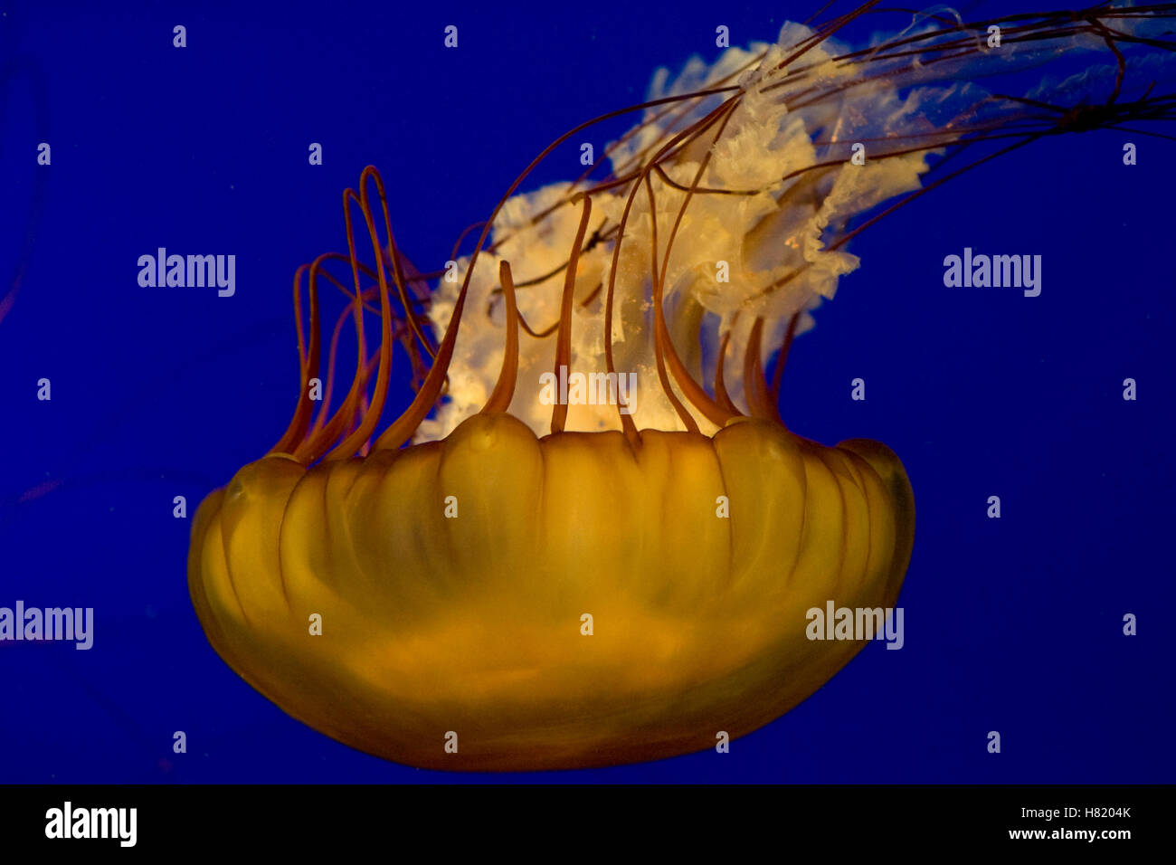 Eggyolk Jellyfish (Phacellophora camtschatica), Vancouver, Canada