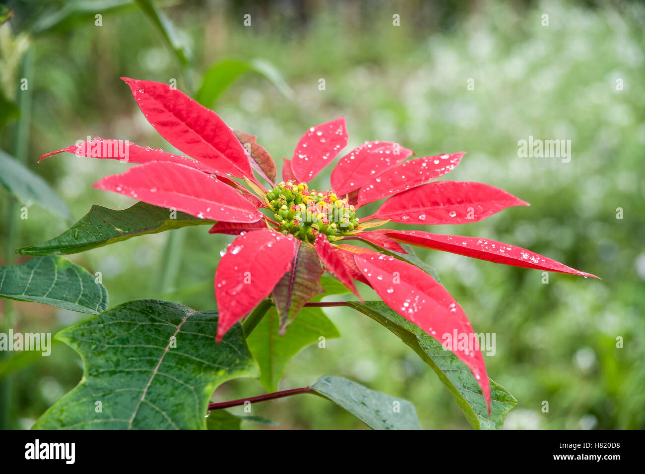 Big red flower of poinsettia Stock Photo