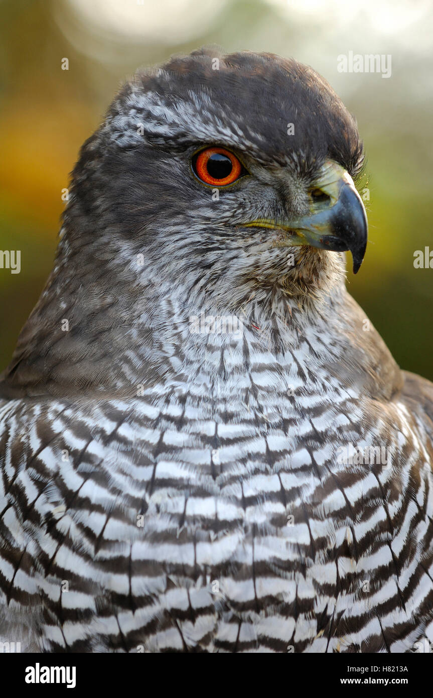 Northern Goshawk (Accipiter gentilis), Netherlands Stock Photo - Alamy