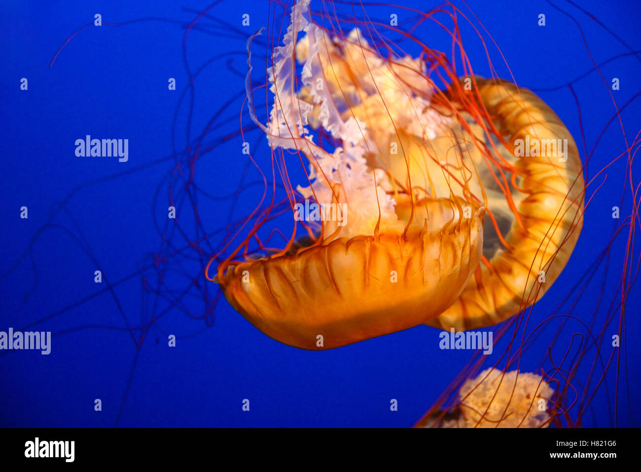 Beautiful Pacific sea nettle or west coast sea nettle jellyfish. They are a common free-floating scyphozoan that live in the Eas Stock Photo