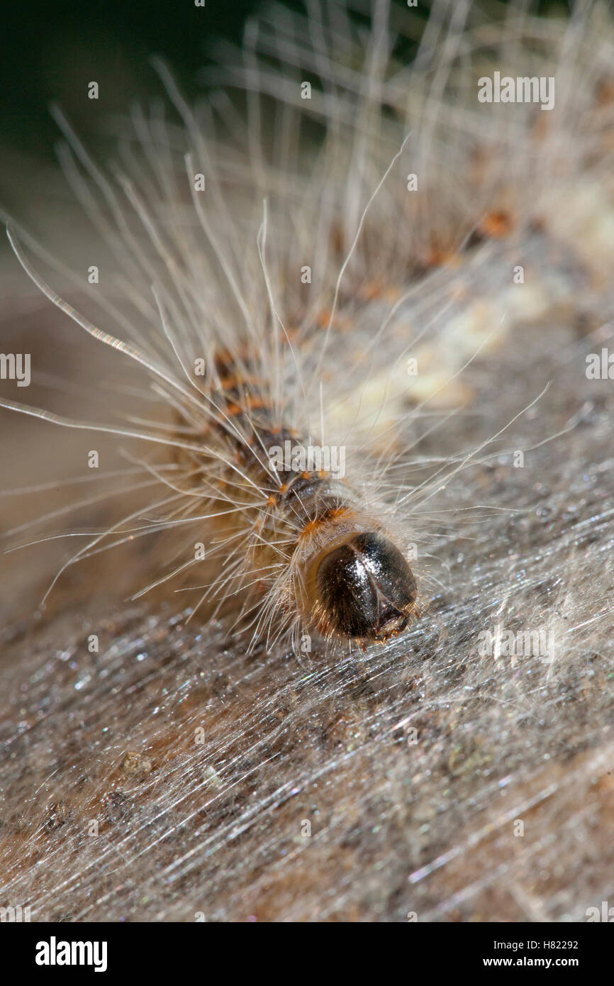 Oak Processionary Moth (Thaumetopoea processionea) caterpillar on silk ...