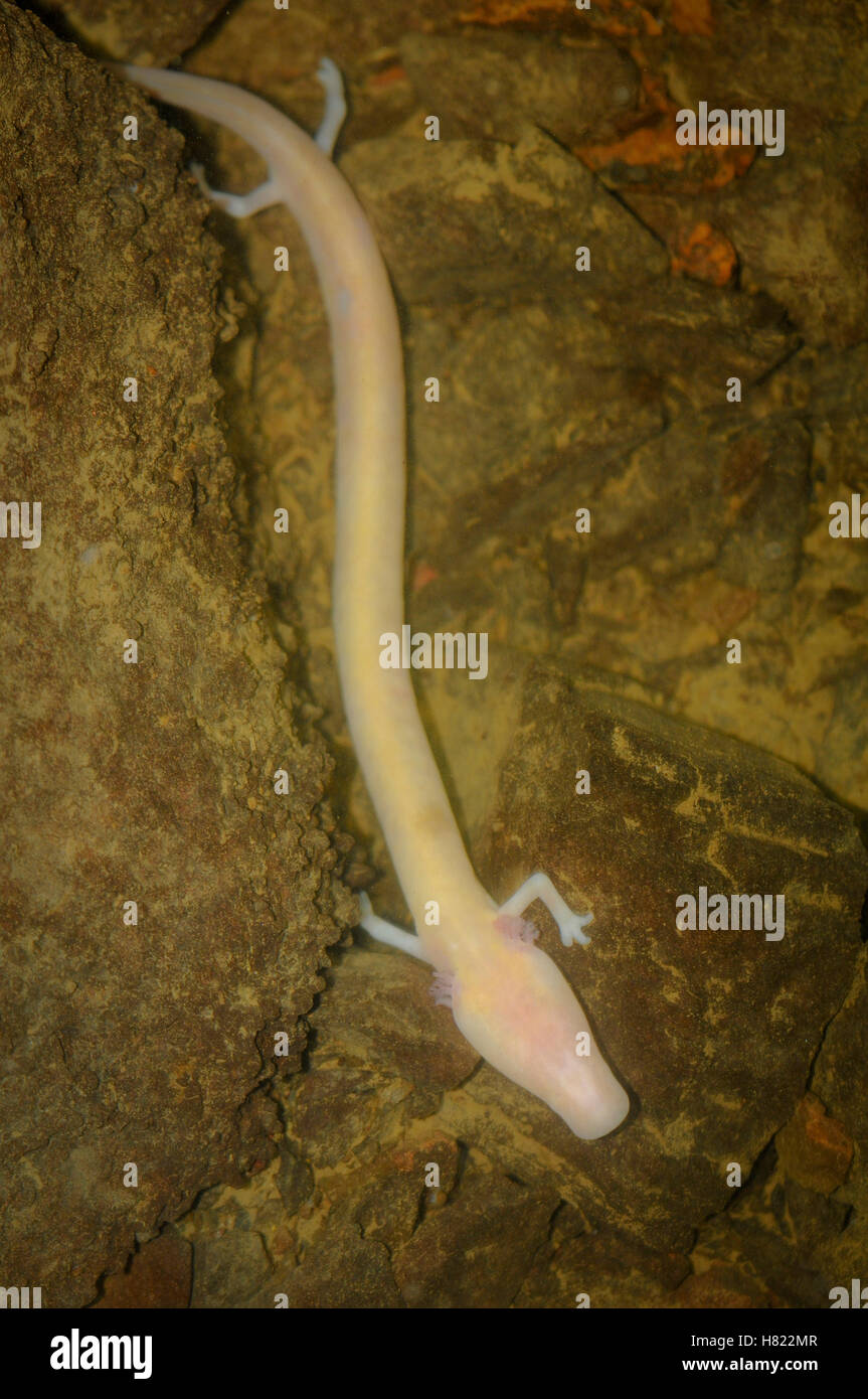 Olm (Proteus anguinus), a blind cavedwelling amphibian, Slovenia Stock