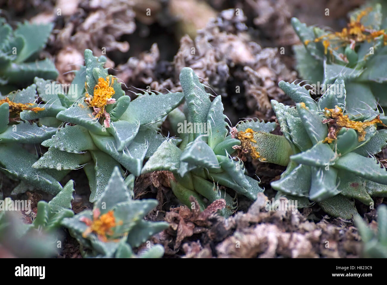 The succulent plant Faucaria bosscheana with blossoms. Stock Photo