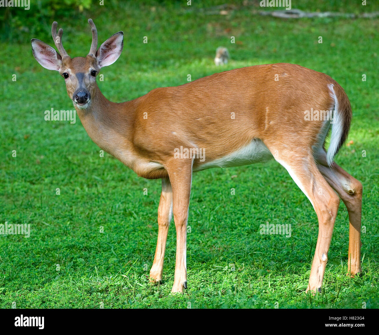 During the summer this young whitetails antlers are covered in velvet Stock Photo
