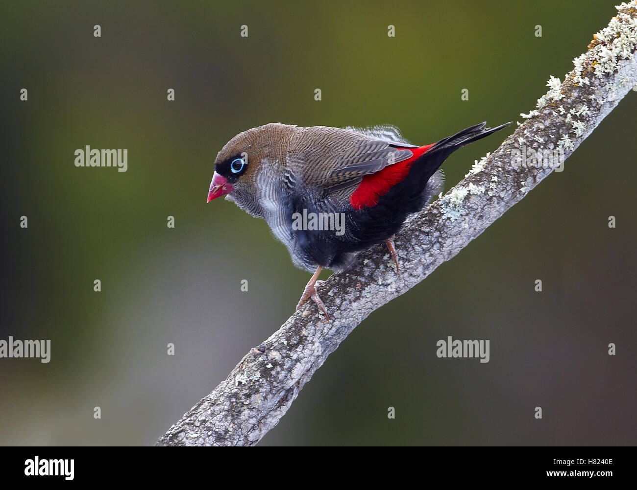 Beautiful Firetail (Stagonopleura bella) finch male, Tasmania