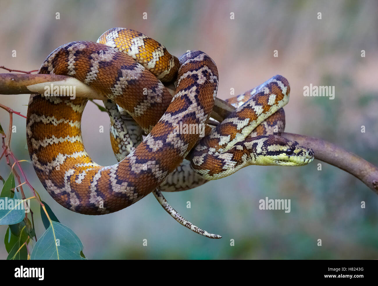 Carpet Python (Morelia spilota variegata) in tree, Northern Territory ...