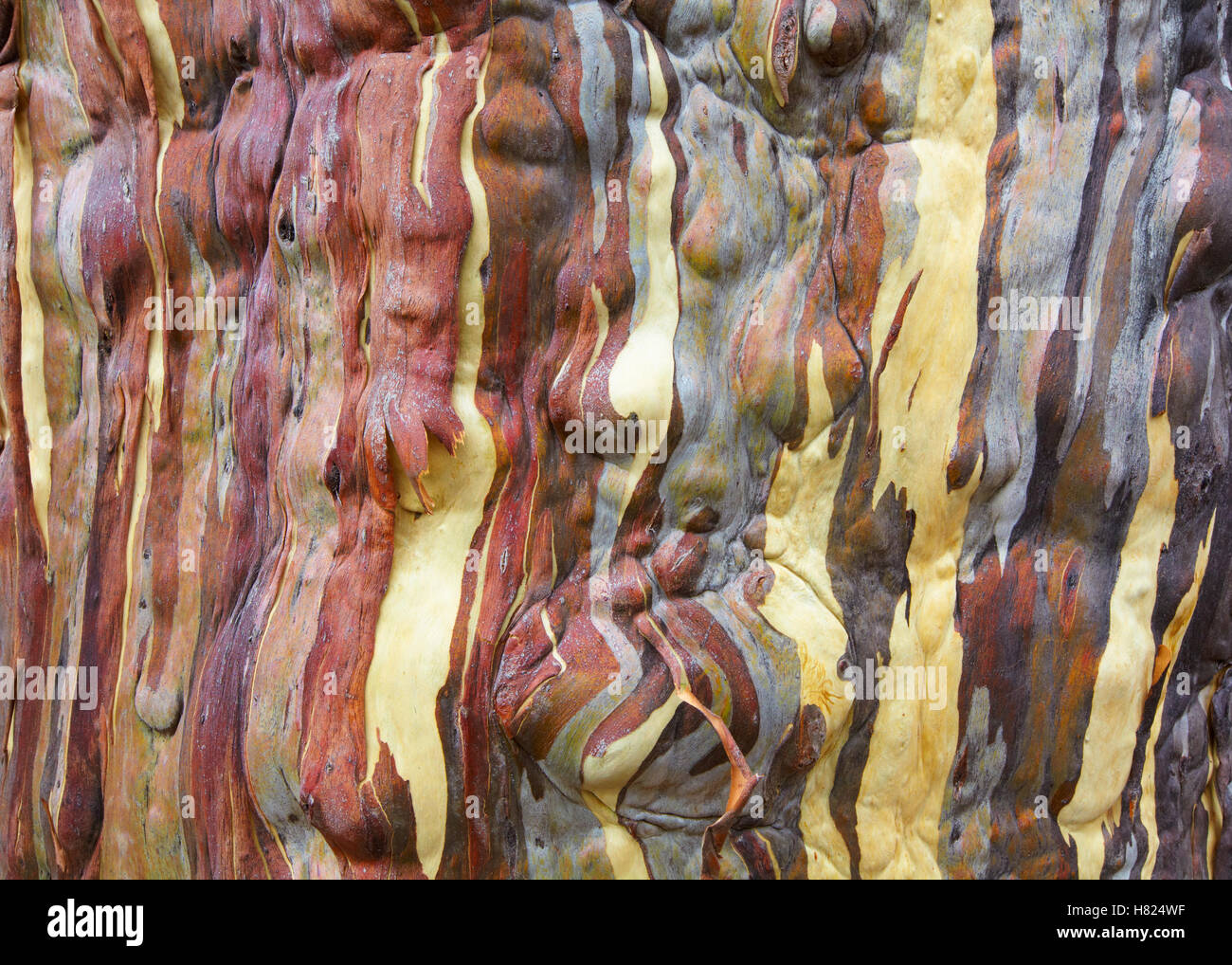 Snow Gum (Eucalyptus pauciflora) bark, Mount Field National Park
