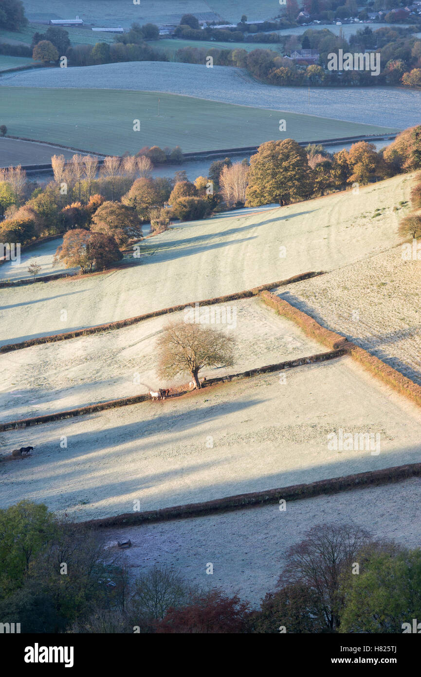 Lone tree in the valley of Downham Hill from Uley Bury on a cold frosty autumn morning just after sunrise. Gloucestershire, England Stock Photo