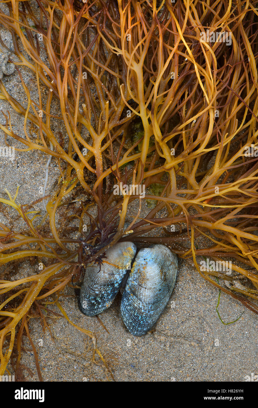 Mussel shell and seaweed, Etretat, Upper Normandy, France Stock Photo