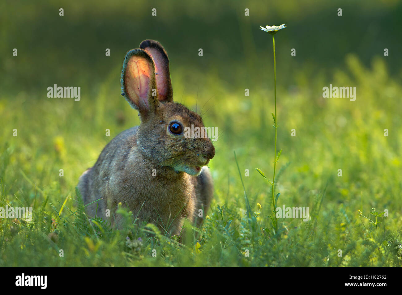 Snowshoe Hare (Lepus americanus), Superior National Forest, Minnesota Stock Photo Alamy
