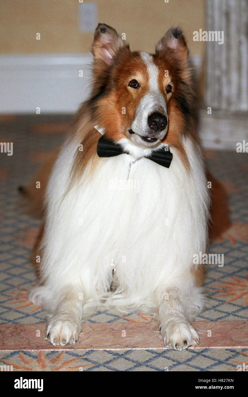 546 Lassie Film Stock Photos, High-Res Pictures, and Images