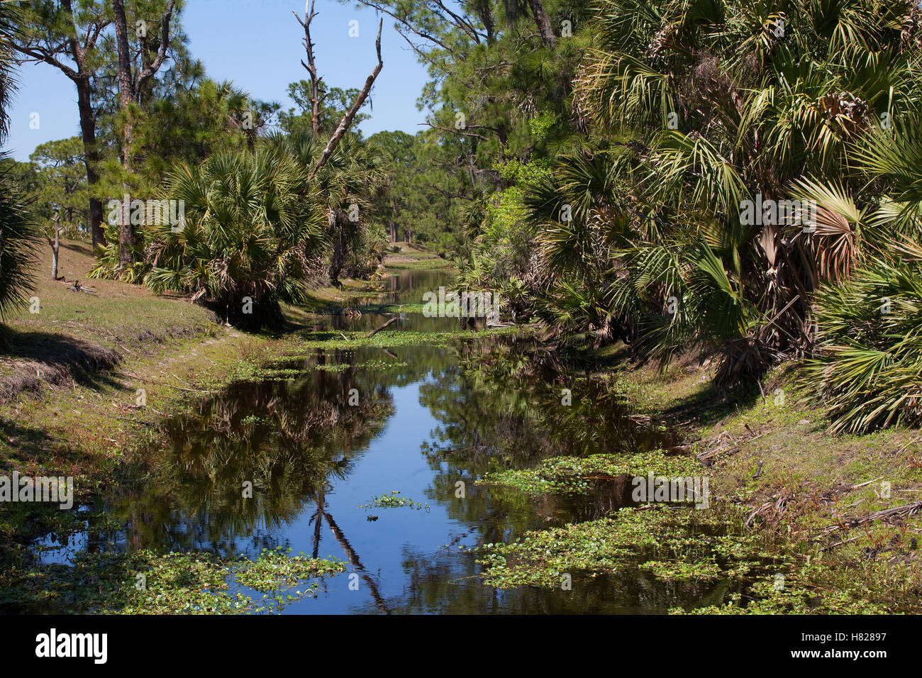 Thick weeds hi-res stock photography and images - Alamy