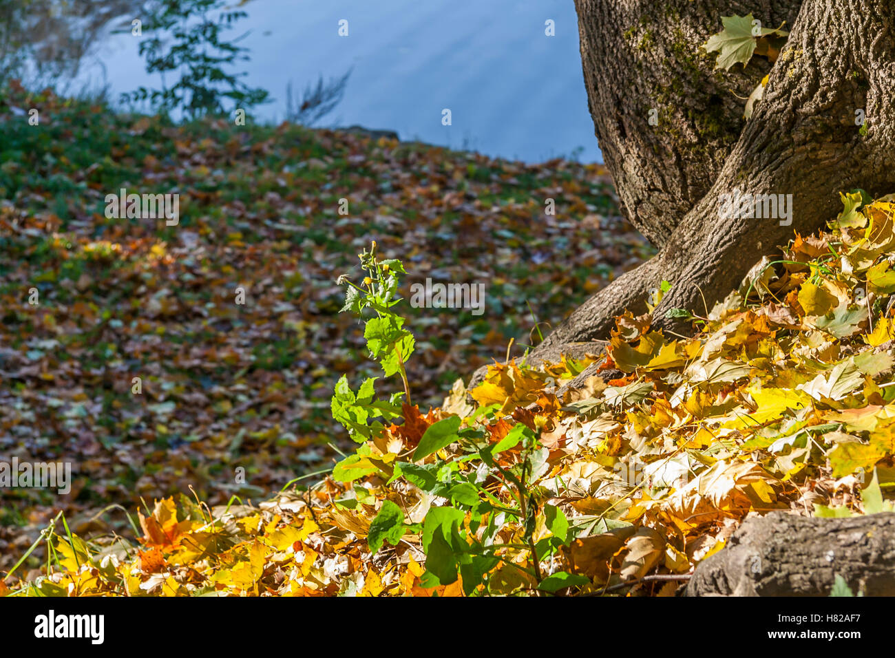 Autumn Foliage Yellow Maple Leaves Falling From Tree Stock Photo