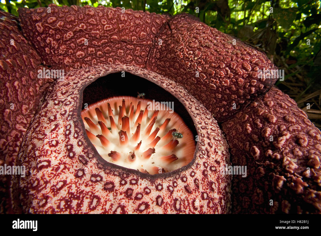 Rafflesia (Rafflesia Keithii) flower attracts flies, Sabah, Borneo