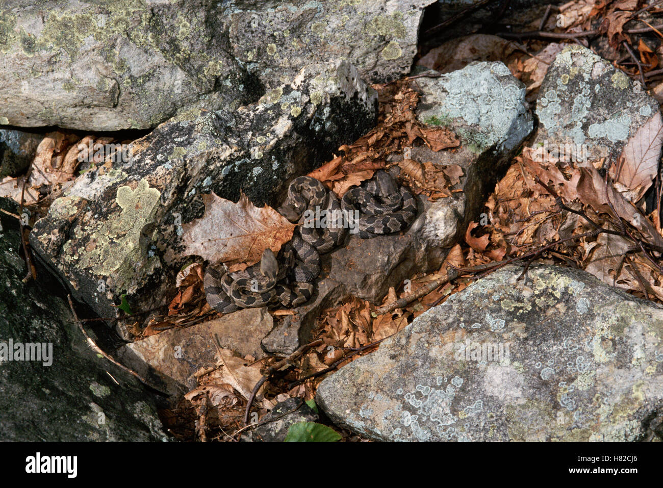Timber Rattlesnake (Crotalus horridus) newborn babies, Appalachian