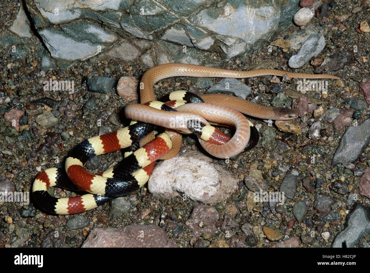Arizona Coral Snake (Micruroides euryxanthus) eating Southeastern
