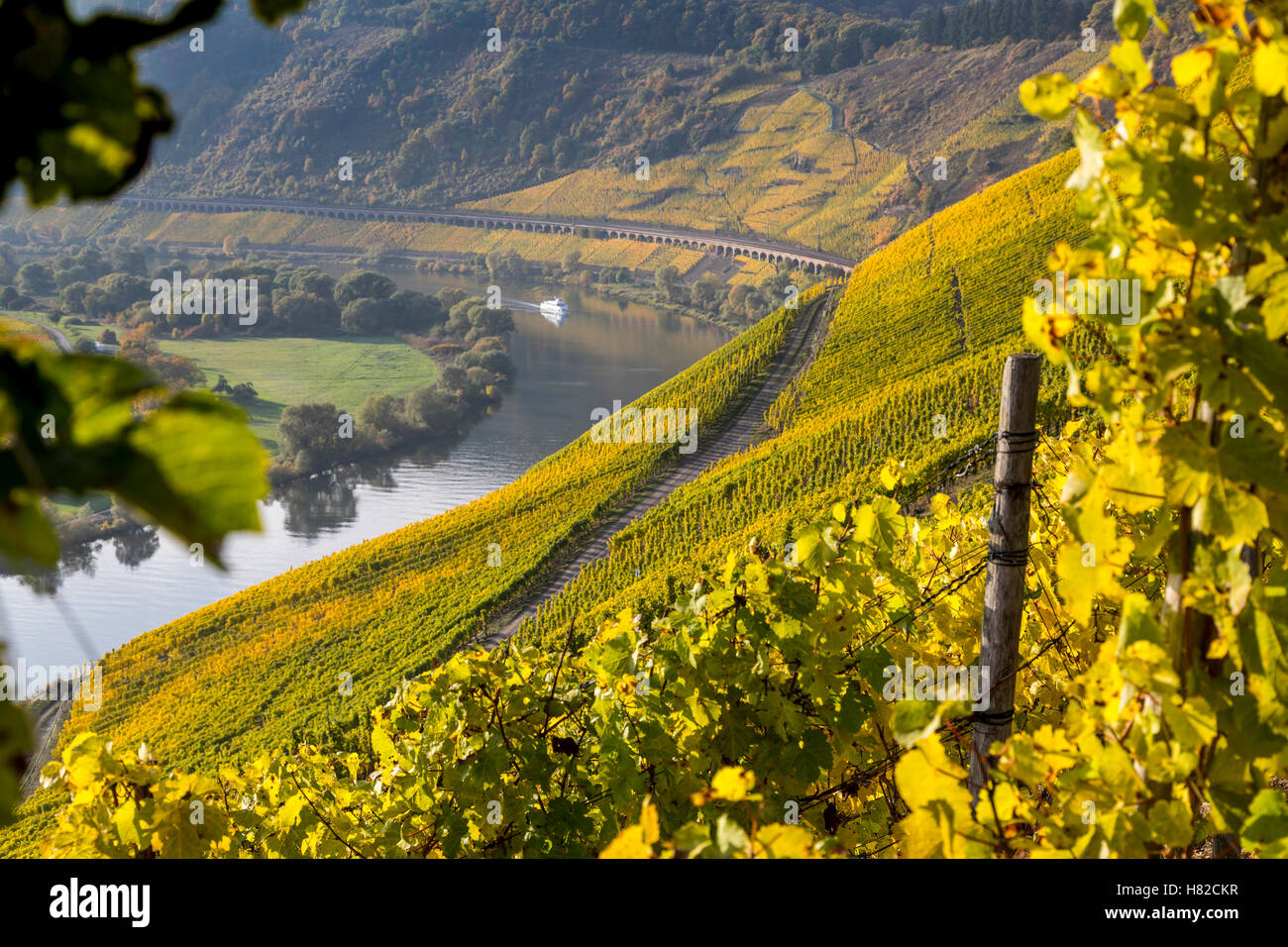 Moselle Valley, Moselle river, near the village of Pünderich, Germany,  vineyards, fall, landscape, steep slope vineyards, Stock Photo