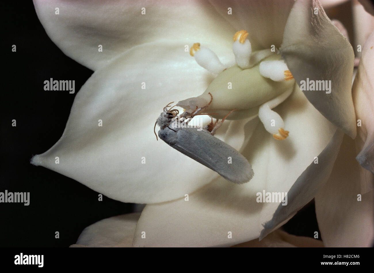 Yucca Moth (Tegeticula yuccasella) pollinating Yucca flower (Yucca torreyi) and ovipositing
