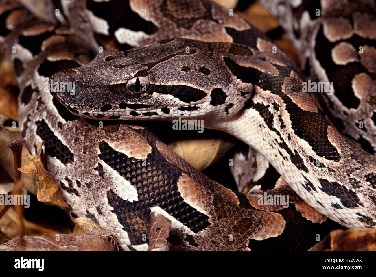 Madagascar Ground Boa (Acrantophis dumerili), Madagascar Stock Photo