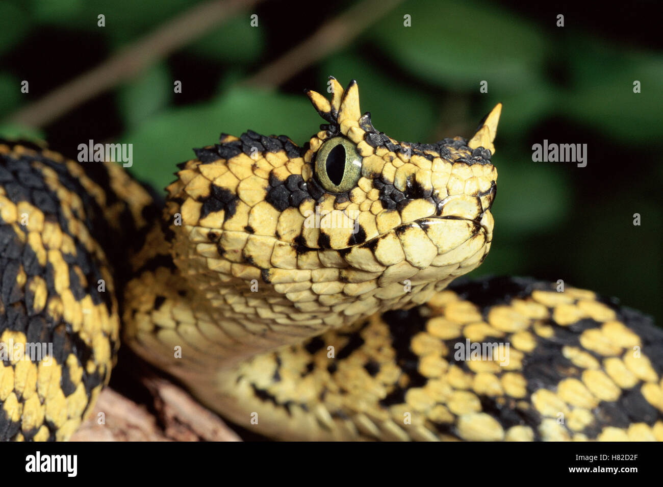 African Bush Viper stock photo - Minden Pictures