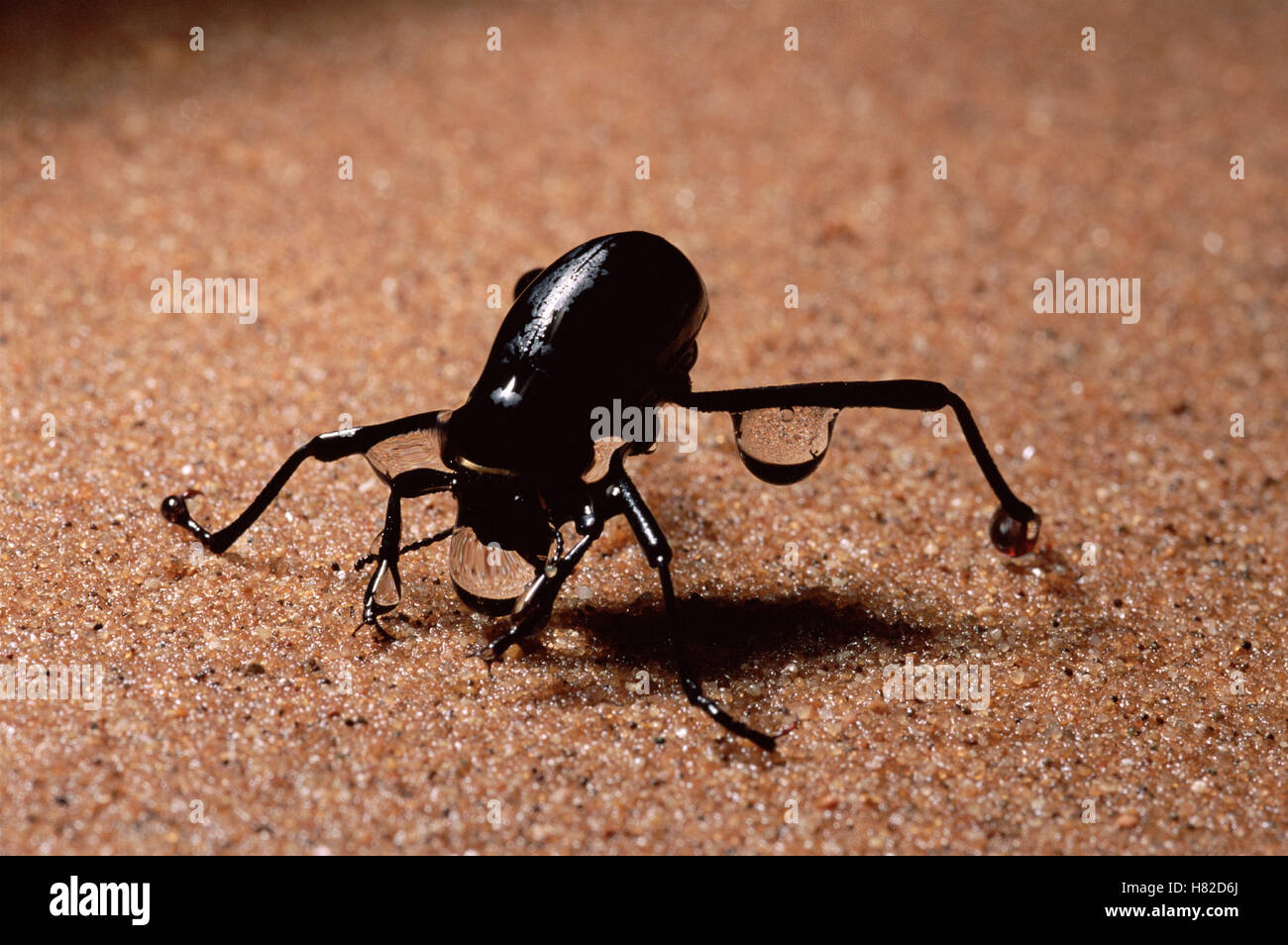 Darkling Beetle (Onymacris unguicularis) drinking, Namib Desert