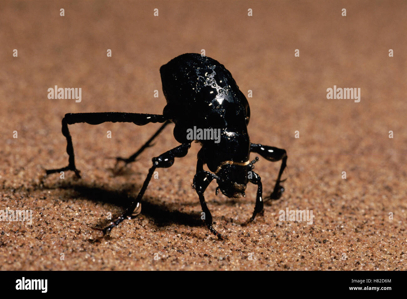 Darkling Beetle (Onymacris unguicularis) drinking, Namib Desert