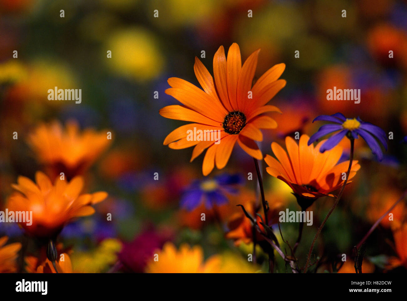 Flower Reverve Daisies, spring flowers, Skilpad Flower Reserve, Namaqualand, South ...
