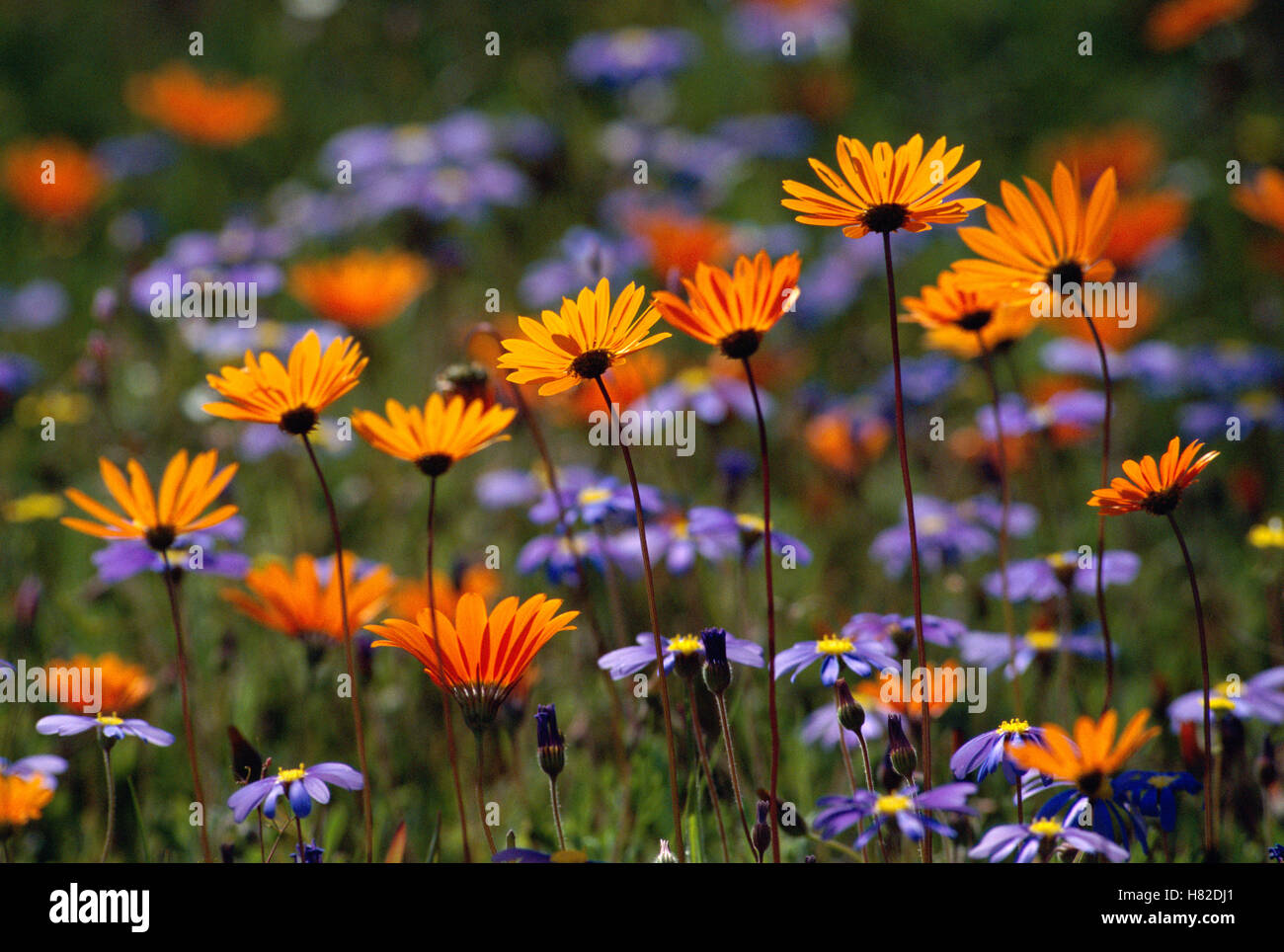 Flower Reverve Namaqualand spring flowers, Skilpad Flower Reserve, South Africa Stock ...