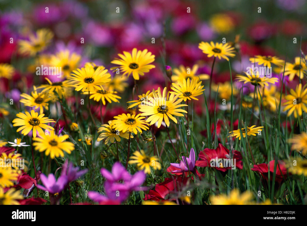 Flower Reverve Spring flowers at Namaqualand, Skilpad Flower Reserve, Africa Stock ...