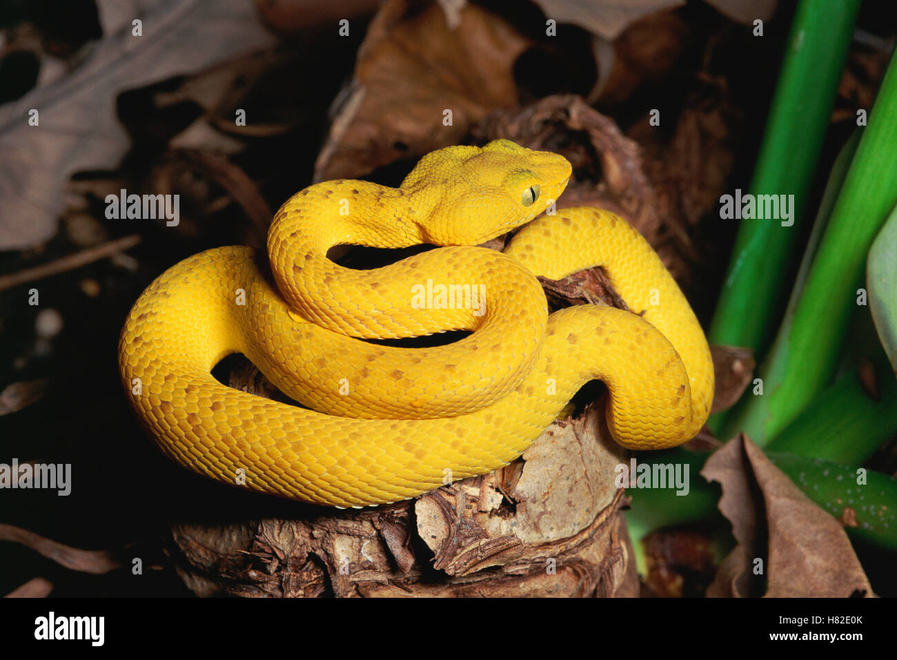 McGregor's Pit Viper (Trimeresurus mcgregori) coiled in tree ...