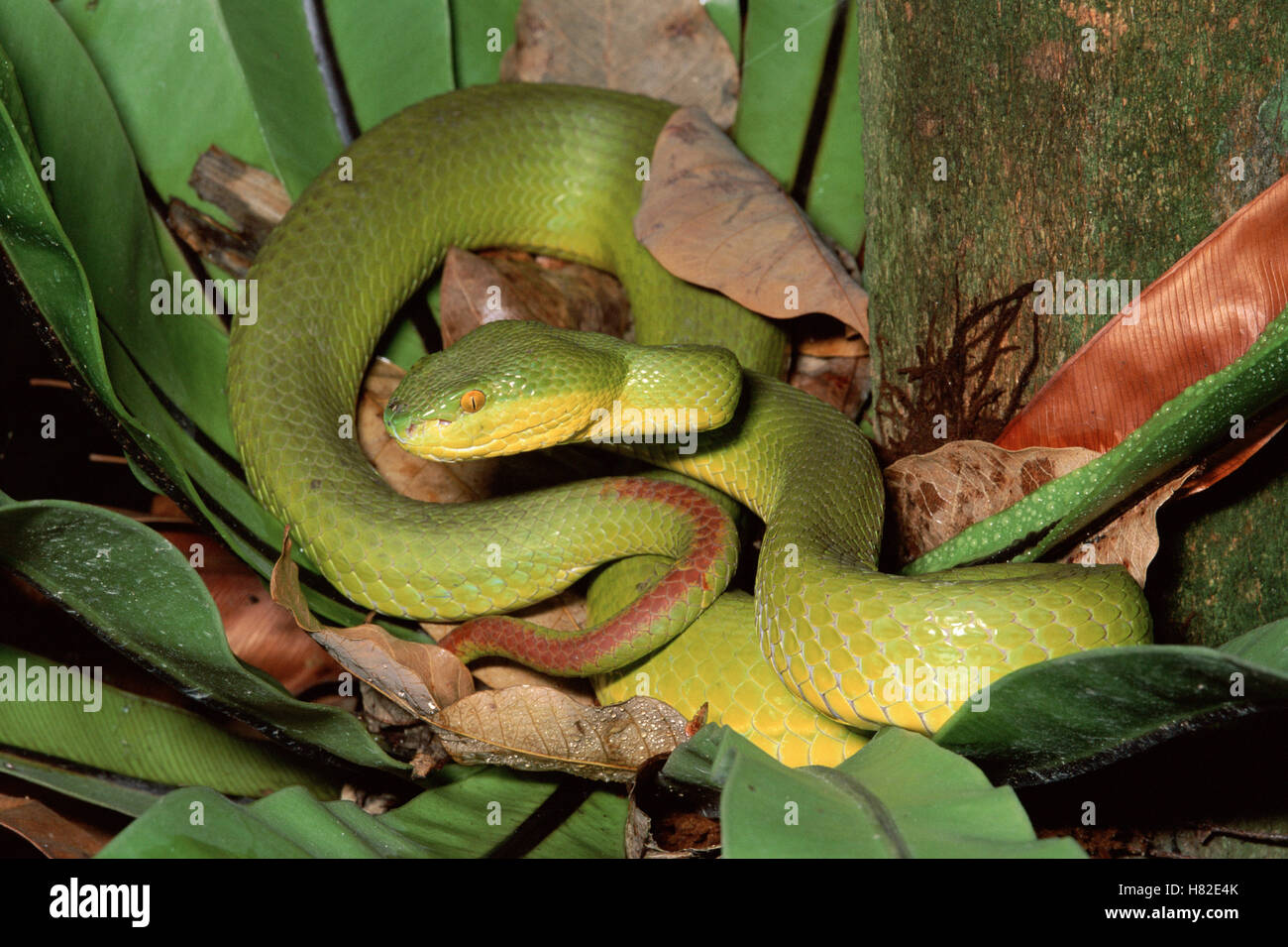 Pope's Pit Viper (Trimeresurus popeiorum) montane rainforest, Malaysia