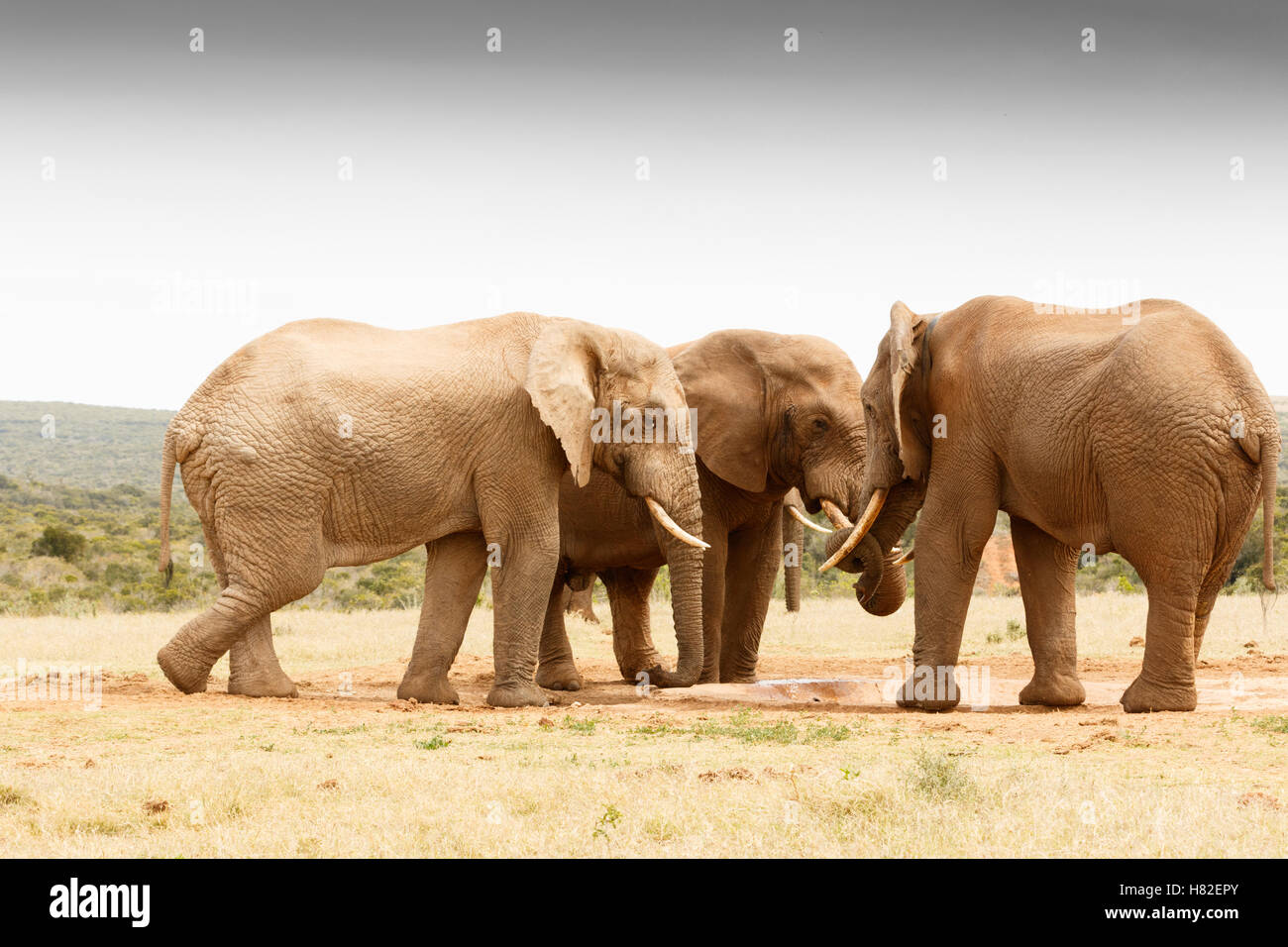 The secret gathering of the African Bush Elephant at the watering hole. Stock Photo