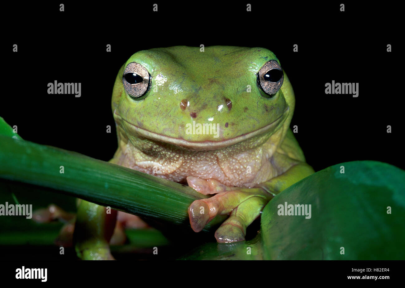 Labed Tree Frog White's Tree Frog (Litoria caerulea) in the rainforest, Daintree ...
