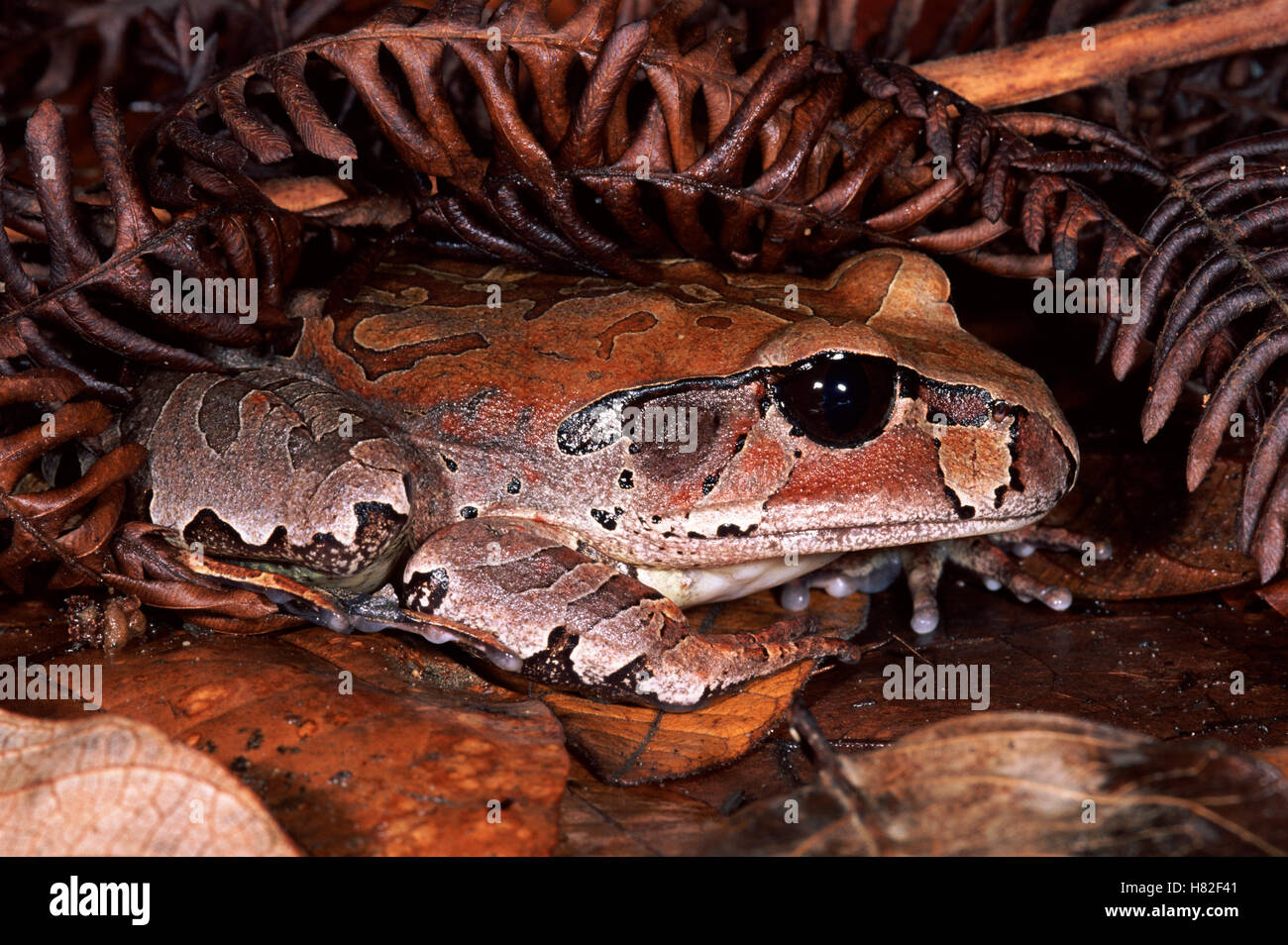 Northern Barred Frog (Mixophyes schevilli) in the rainforest, Kuranda