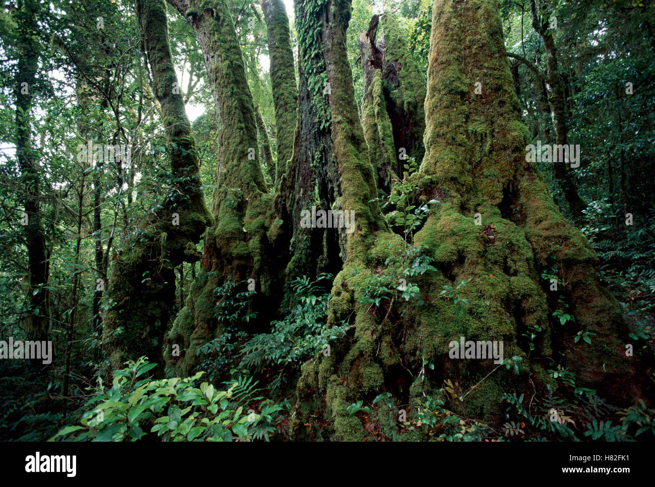 Antarctic Beech (Nothofagus moorei) trees in temperate rainforest ...