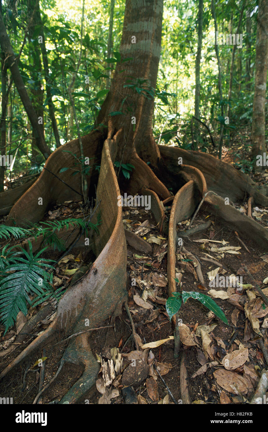 Buttress roots, rainforest, Daintree National Park, Queensland ...