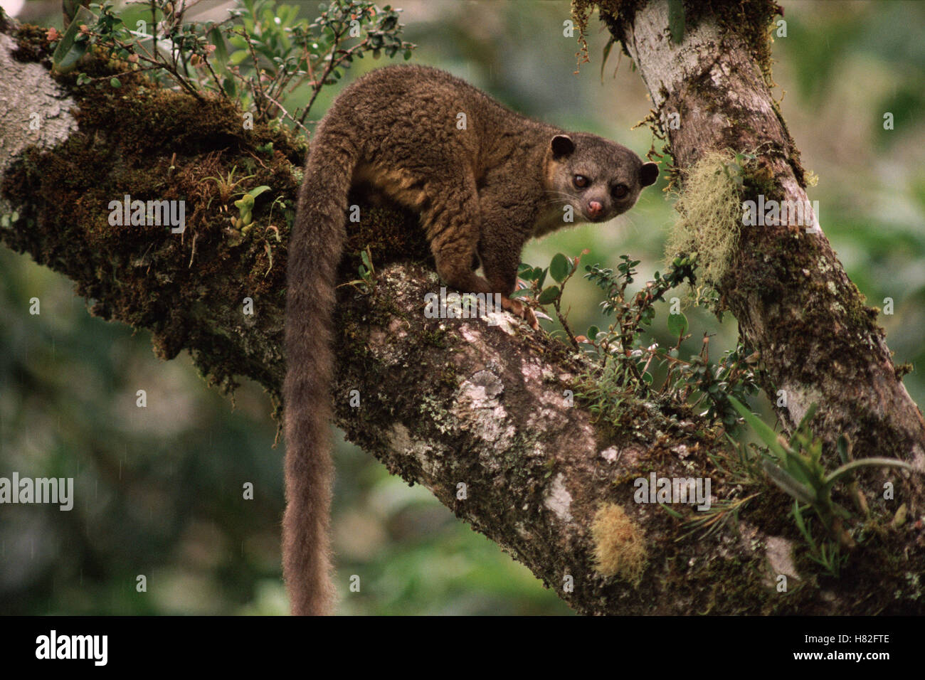 Olingo (Bassaricyon gabbii) in tree, side view, Monteverde Cloud Forest