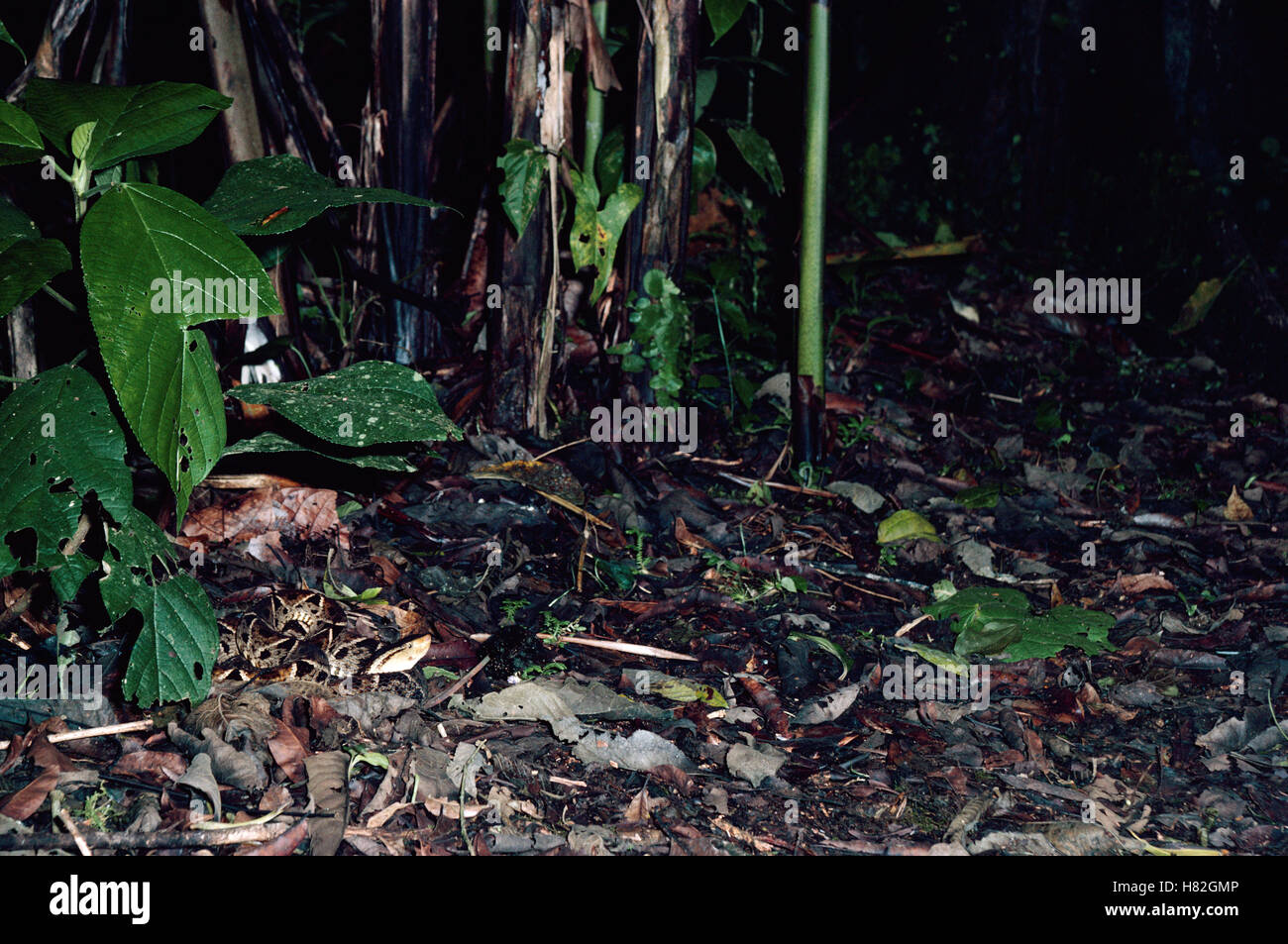 Fer-de-lance (Bothrops asper) snake, hunting in the rainforest at night ...